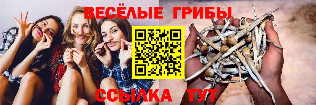 Галлюциногенные грибы Psilocybine cubensis Лесозаводск